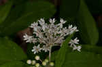 Fourleaf milkweed